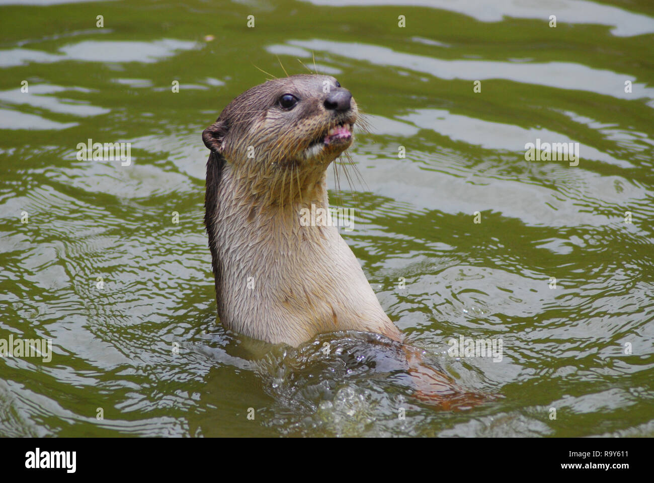 Questi mammiferi semi-acquatici si immergono con i loro cappotti lucenti e lucenti e con notevoli capacità di nuoto. Con la loro natura gioiosa e i comportamenti sociali, Foto Stock