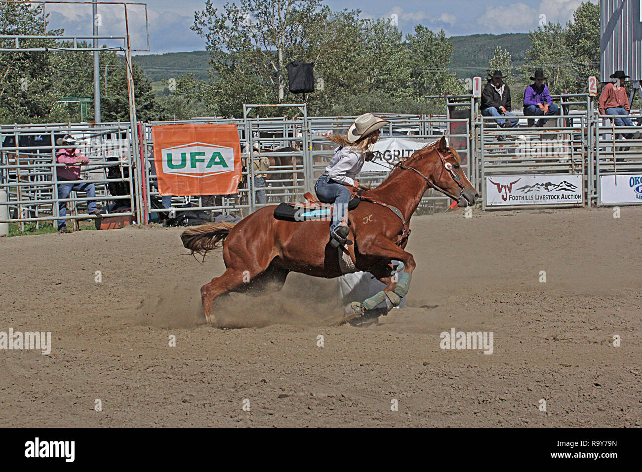 Rodeo, Calgary Stampede, Alberta, Canada, Barrel racing dove cavallo e cavaliere competere in un veloce e furioso evento temporizzato della concorrenza. Foto Stock