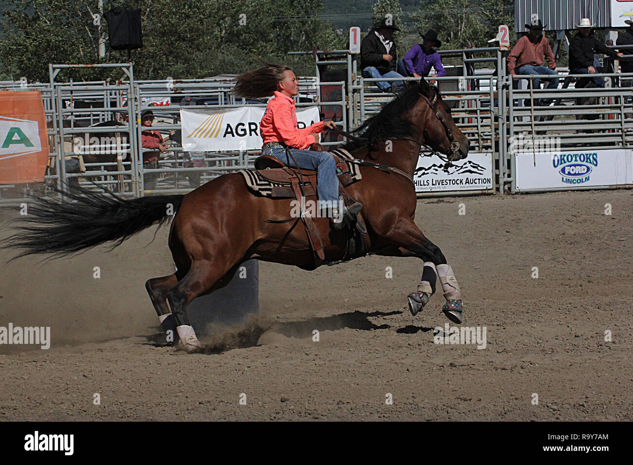 Rodeo, Calgary Stampede, Alberta, Canada, Barrel racing dove cavallo e cavaliere competere in un veloce e furioso evento temporizzato della concorrenza. Foto Stock