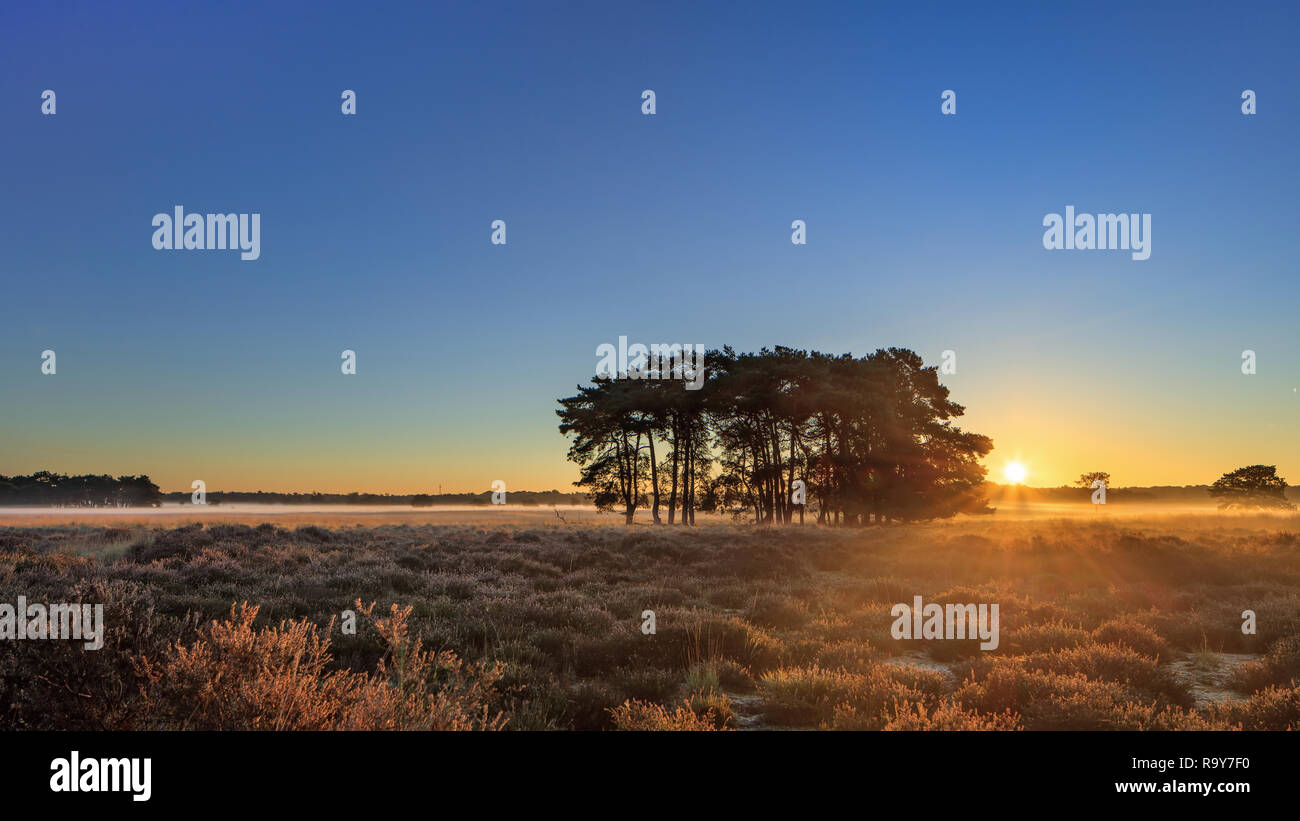 Raggi solari del caldo su un tranquillo moor durante lo spuntar del giorno a Regte Heide, Goirle, Paesi Bassi Foto Stock