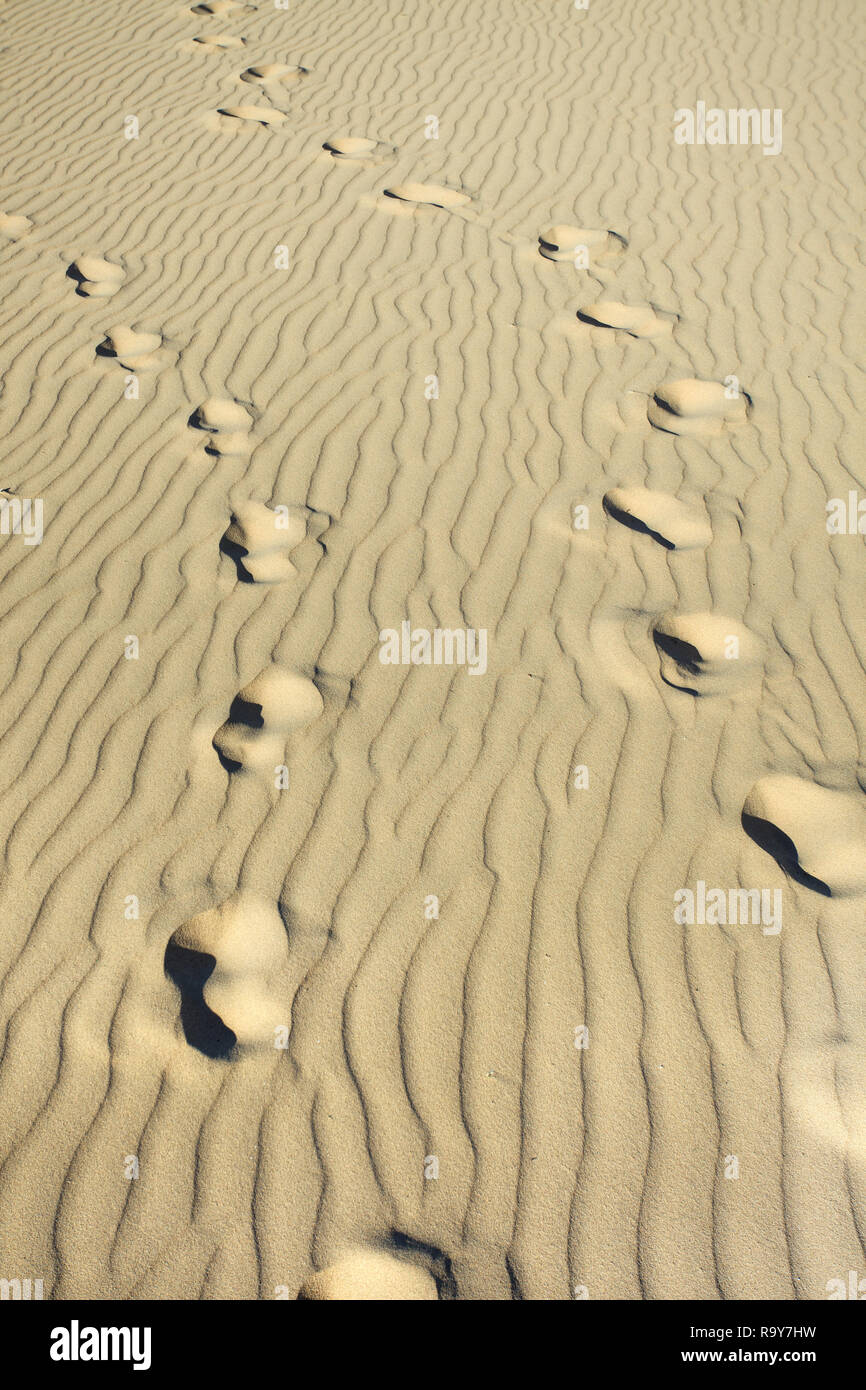 Contrassegni di piede su una stropicciata sunny beach Foto Stock