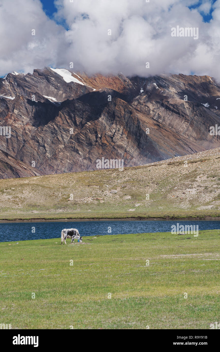 La natura del paesaggio, mucca erba di pascolo in pascolo con il lago e montagna in India highland Foto Stock