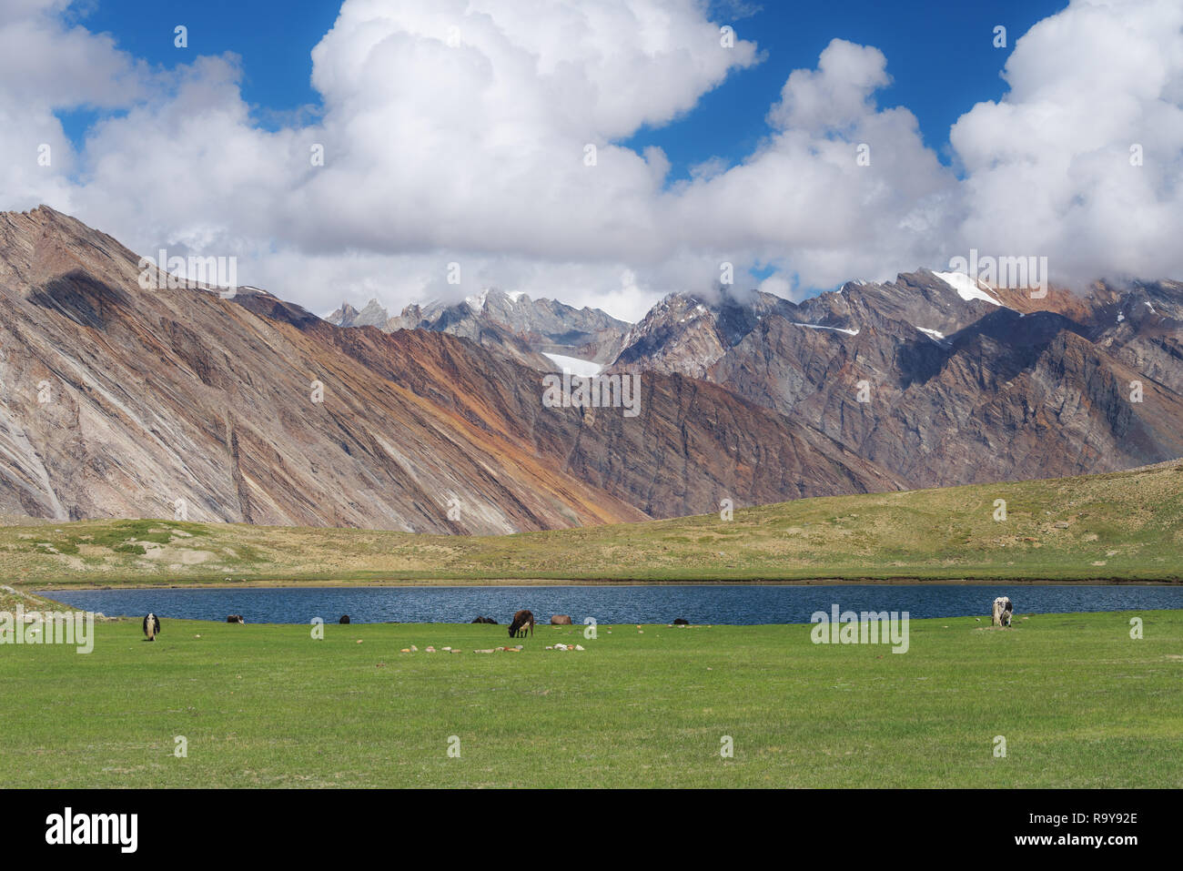 La natura del paesaggio, mucca erba di pascolo in pascolo con il lago e montagna in India highland Foto Stock