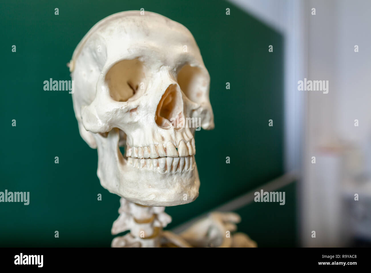 Un modello di scheletro si trova di fronte a una lavagna Foto Stock