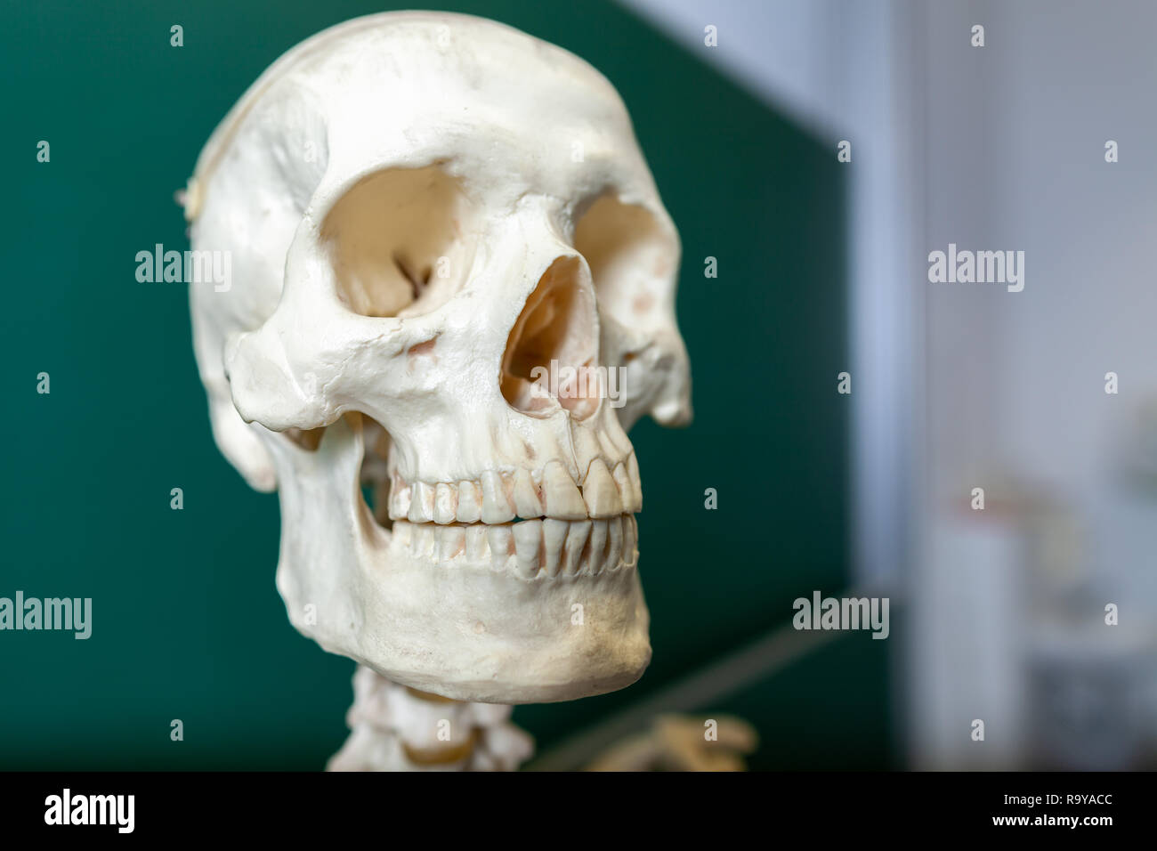 Un modello di scheletro si trova di fronte a una lavagna Foto Stock