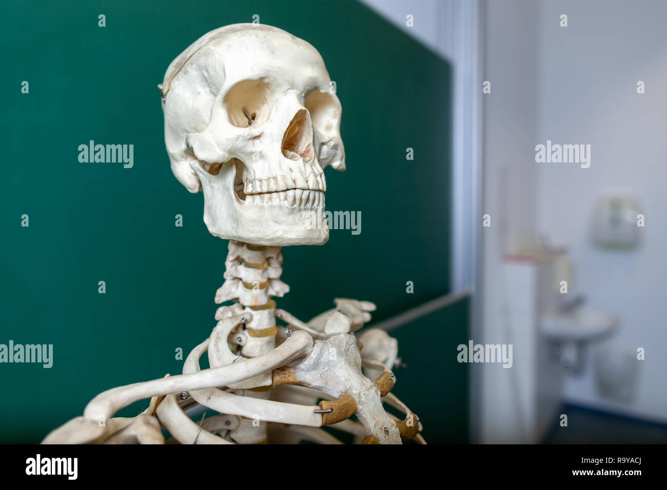 Un modello di scheletro si trova di fronte a una lavagna Foto Stock