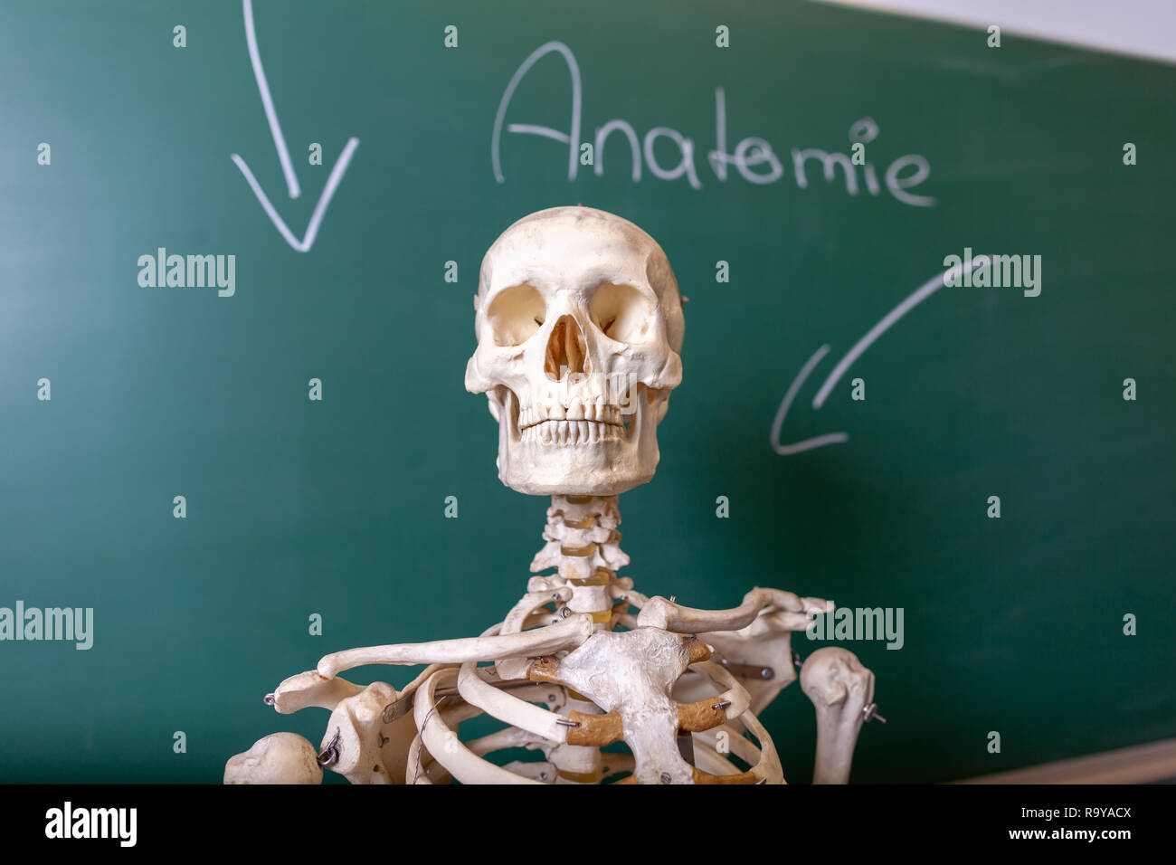 Un modello di scheletro si trova di fronte a una lavagna Foto Stock