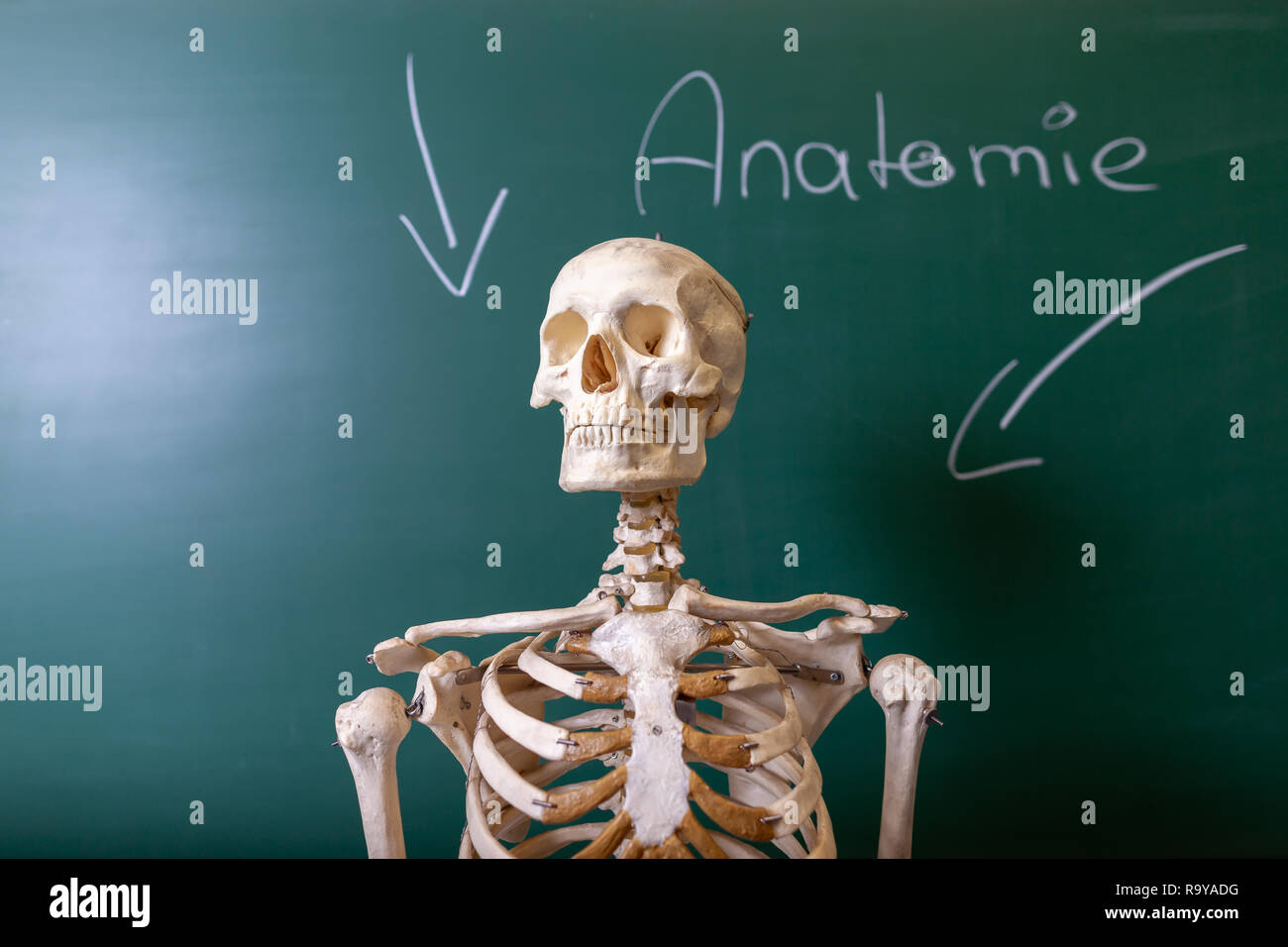 Un modello di scheletro si trova di fronte a una lavagna Foto Stock