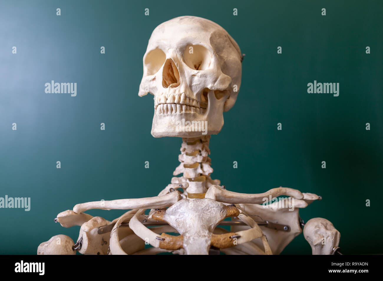 Un modello di scheletro si trova di fronte a una lavagna Foto Stock