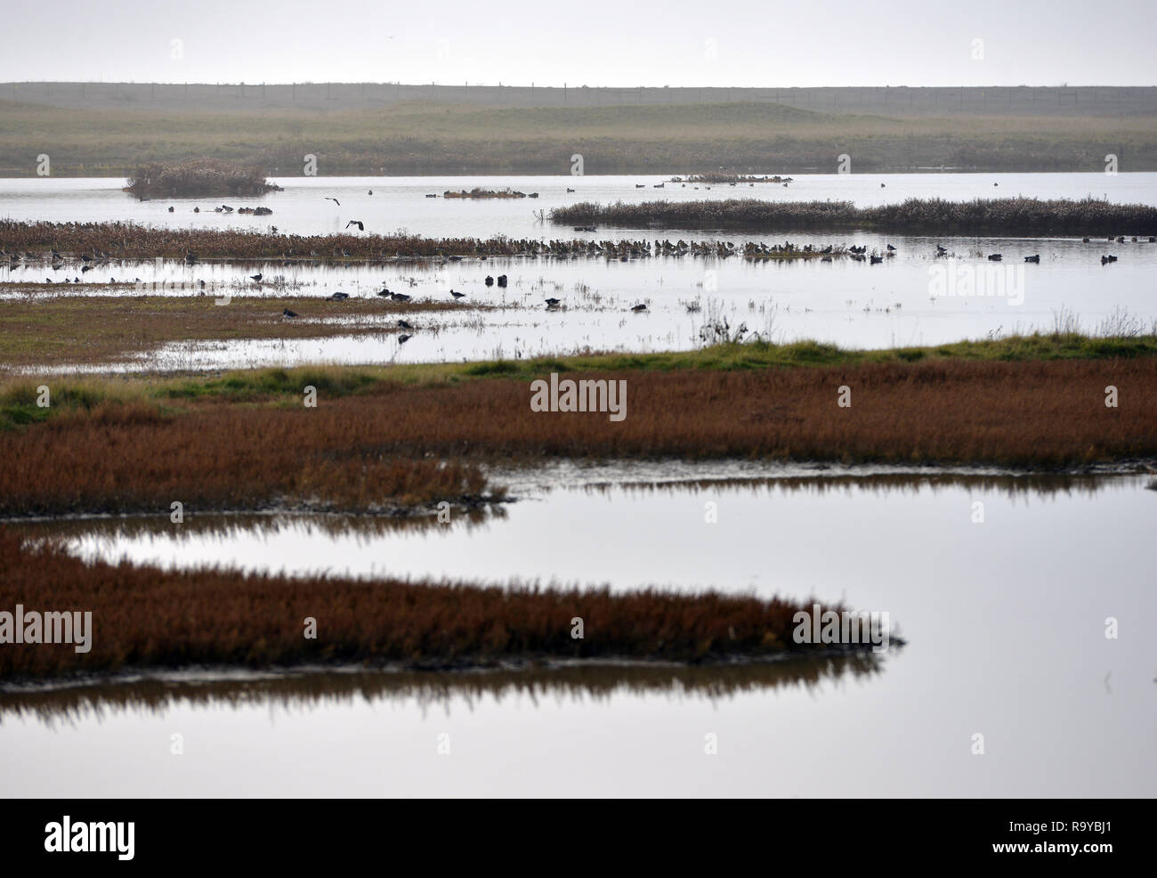 Porto di segale riserva naturale, East Sussex, Regno Unito Foto Stock