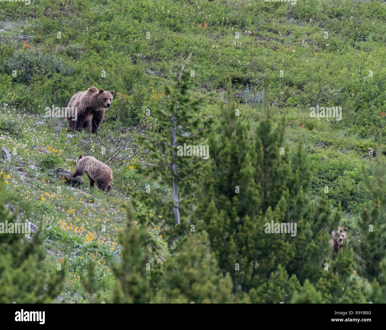 Grizzly madre guarda indietro e più lenta Cub Foto Stock