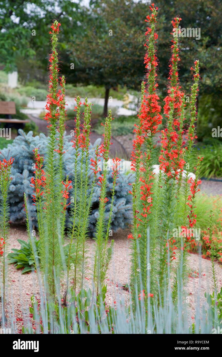 Più piante di scarlatto Gilia crescendo in un giardino e visualizzare i loro appariscente rosso fiori tubolare. Foto Stock