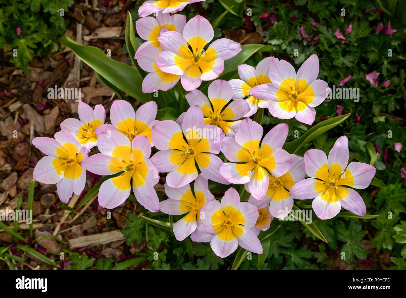 Un cluster di meraviglia lilla tulipani a metà primavera fioriscono fotografato dal di sopra. Foto Stock