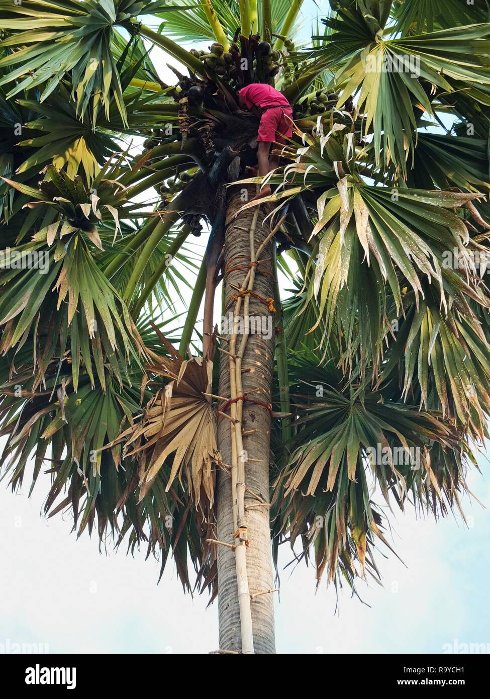 Salendo lo zucchero a Palm tree al succo di raccolto dalla struttura ad albero di fiori, Cambogia Foto Stock