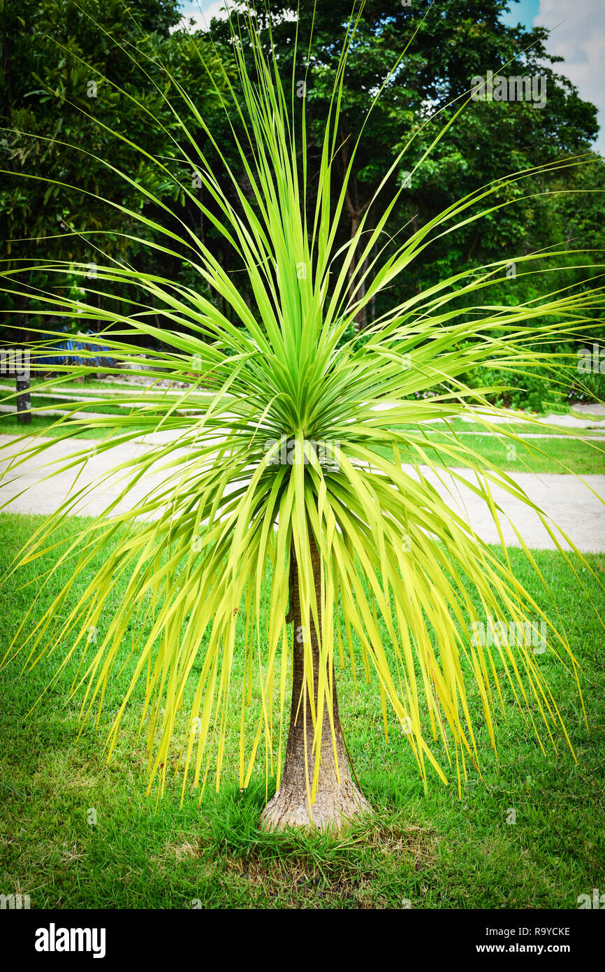 Dracaena loureiri albero / bella pianta piante ornamentali foglie lunghe in giardino Foto Stock