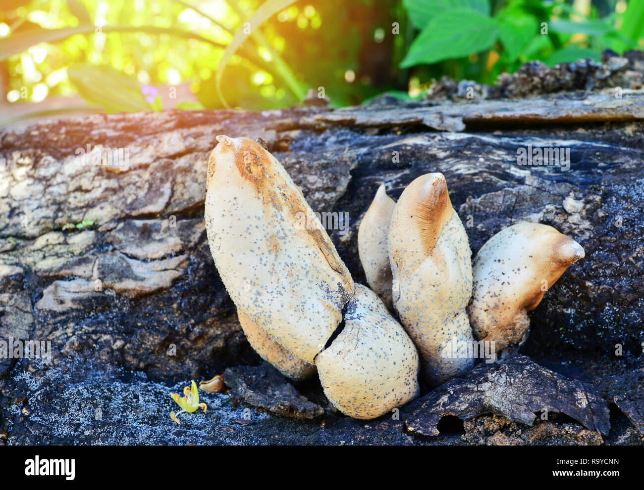 Strano fungo con stampo su legno vecchio legno nella foresta / funghi velenosi Foto Stock