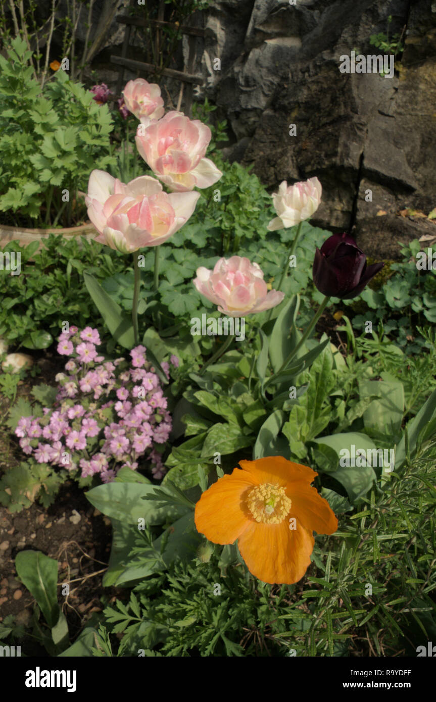 Candelabri Primula, Papavero californiano e rosa tulipani nel giardino informale, Svizzera Foto Stock