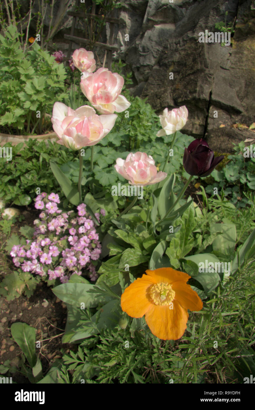 Candelabri Primula, Papavero californiano e rosa tulipani nel giardino informale, Svizzera Foto Stock