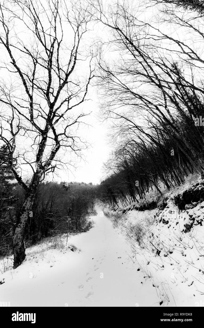 Un percorso in mezzo a boschi coperti di neve, con orme in primo piano Foto Stock