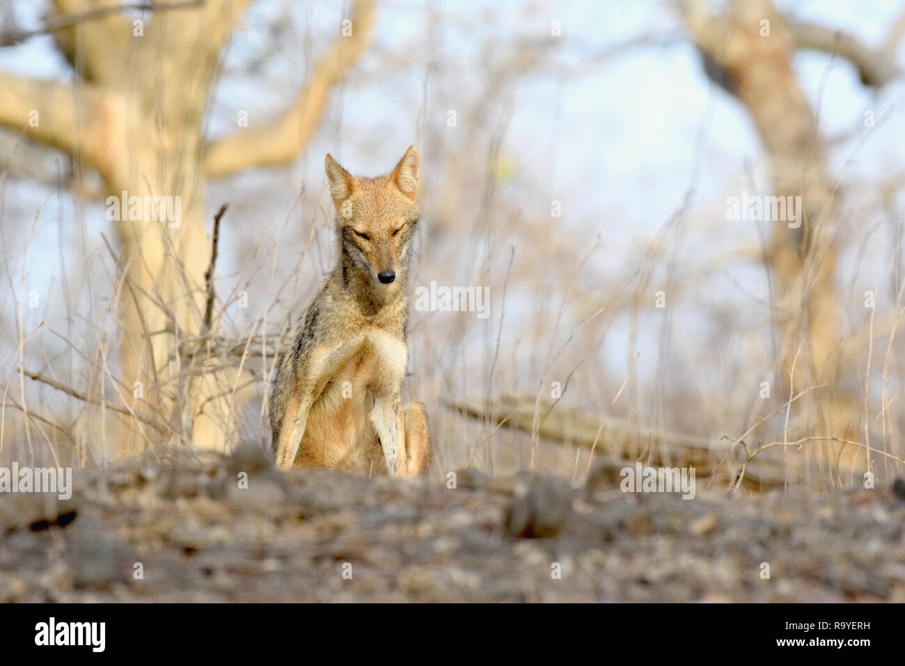 Una bella mattina fredda golden jackal un pigrone al Gir National Park, Gujarat, India. Foto Stock