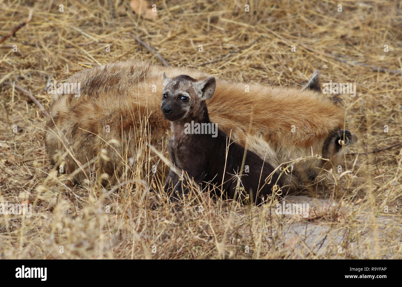 Adorabili ritratto di singolo spotted hyena cub con mom cercando con un commento irriverente verso il fotografo, Kruger National Park, Sud Africa Foto Stock