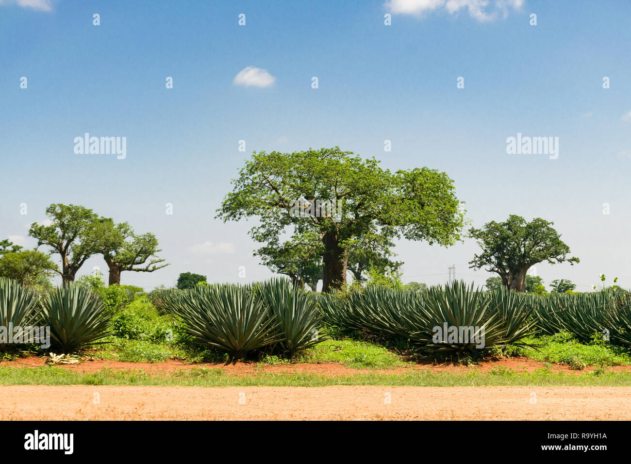 Un campo di piante di Sisal ( agave sisalana ) crescente con alberi di baobab ( Adansonia digitata ) che ne adornano il paesaggio in una giornata di sole, Kenya Foto Stock