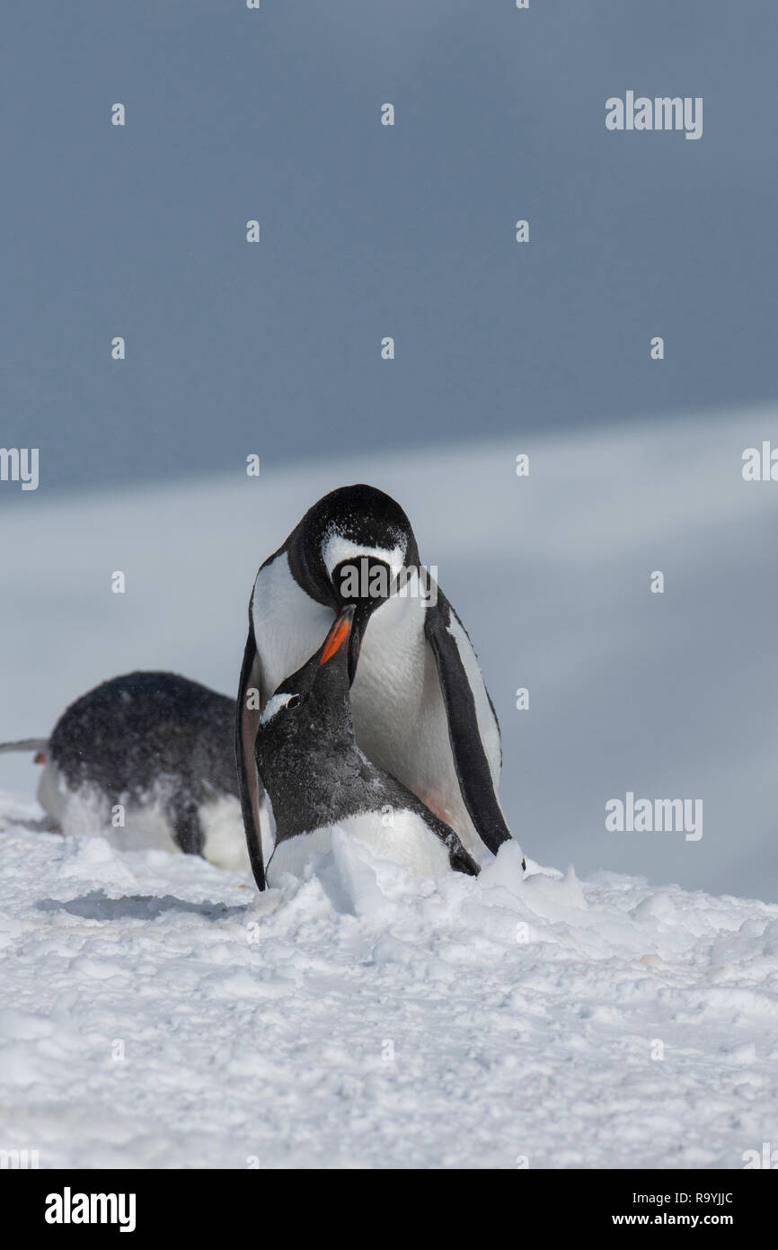 L'Antartide, Gerlache Strait, Palmer arcipelago, isola Wiencke, Damoy Point. I pinguini Gentoo coniugata. Foto Stock