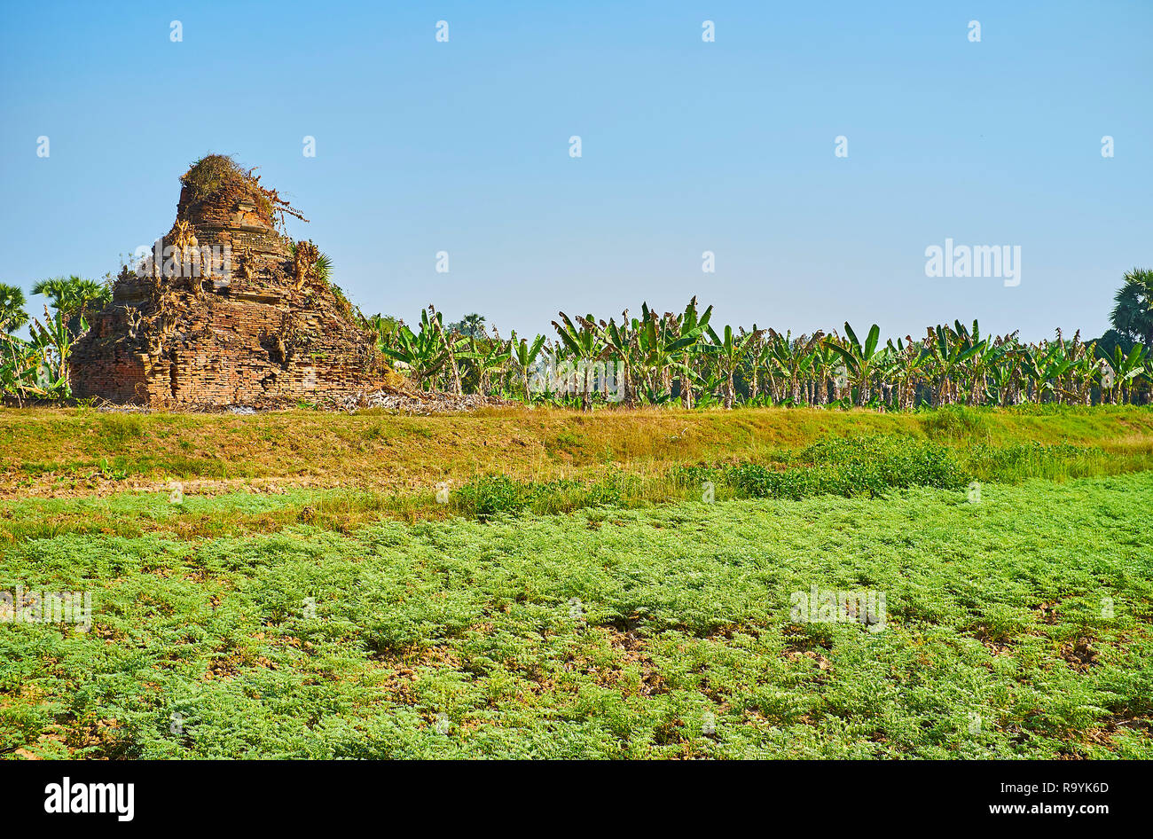 Le rovine di antichi stupa su terre agricole nella parte anteriore di banana farm, Ava (Inwa), Myanmar. Foto Stock