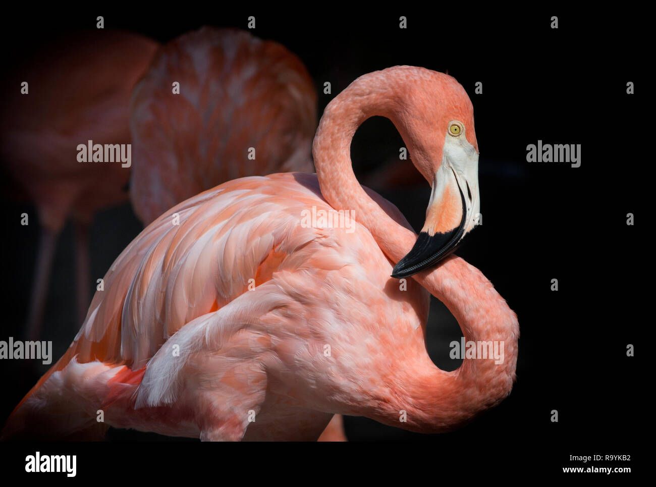 Vista ravvicinata della American Flamingo (Phoenicopterus ruber) con la curva S, il collo e le piume in Florida del Sud Foto Stock
