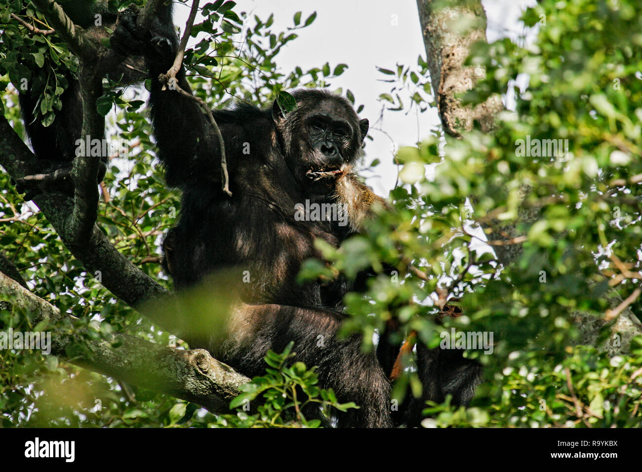 Scimpanzé orientale (Pan troglodytes schweinfurthii) alimentazione su ucciso Colobus Monkey, flusso di Gombe. Parco Nazionale, Tanzania Foto Stock