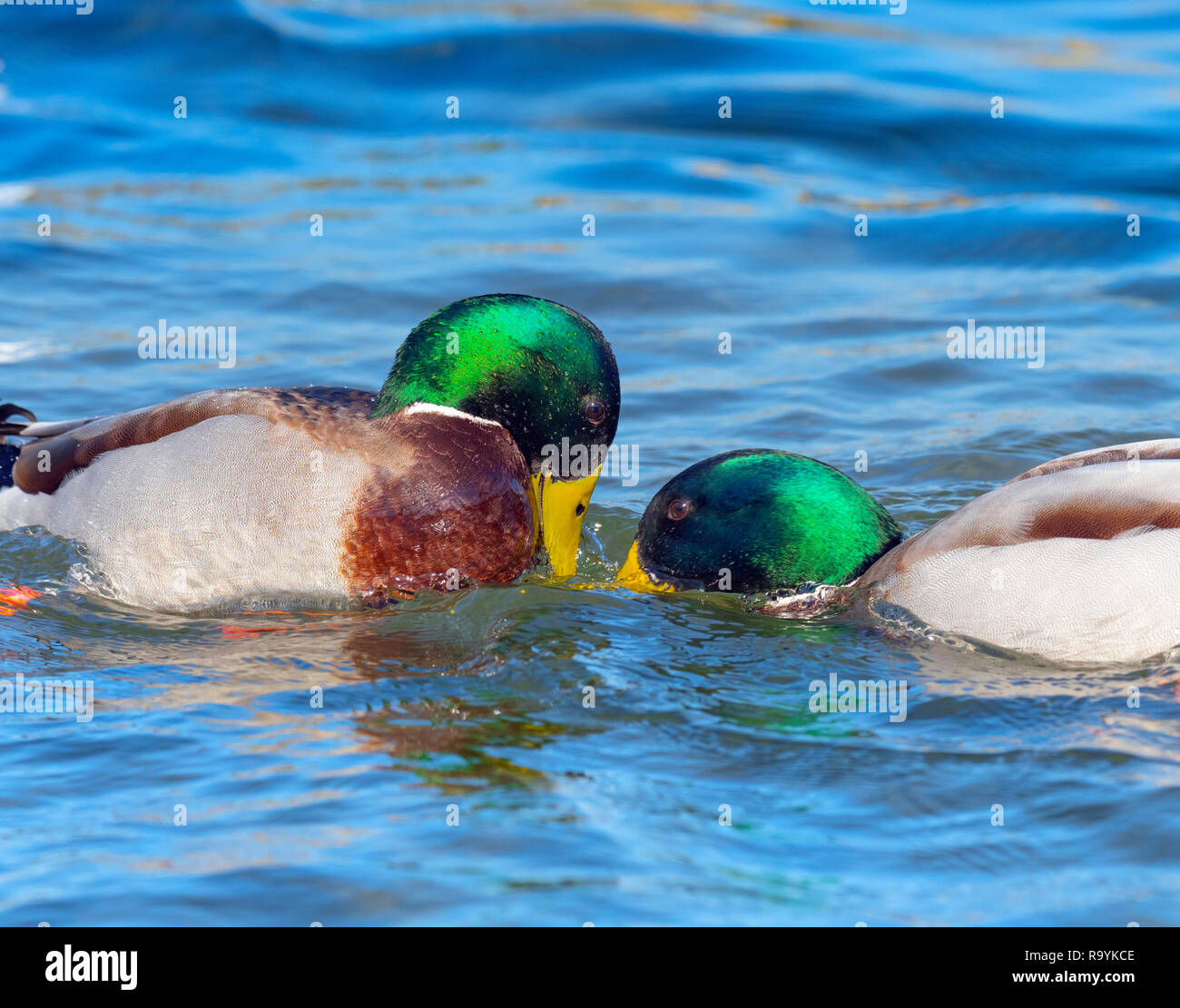 Mallard ano platyrhyncha I draghetti combattimenti Foto Stock