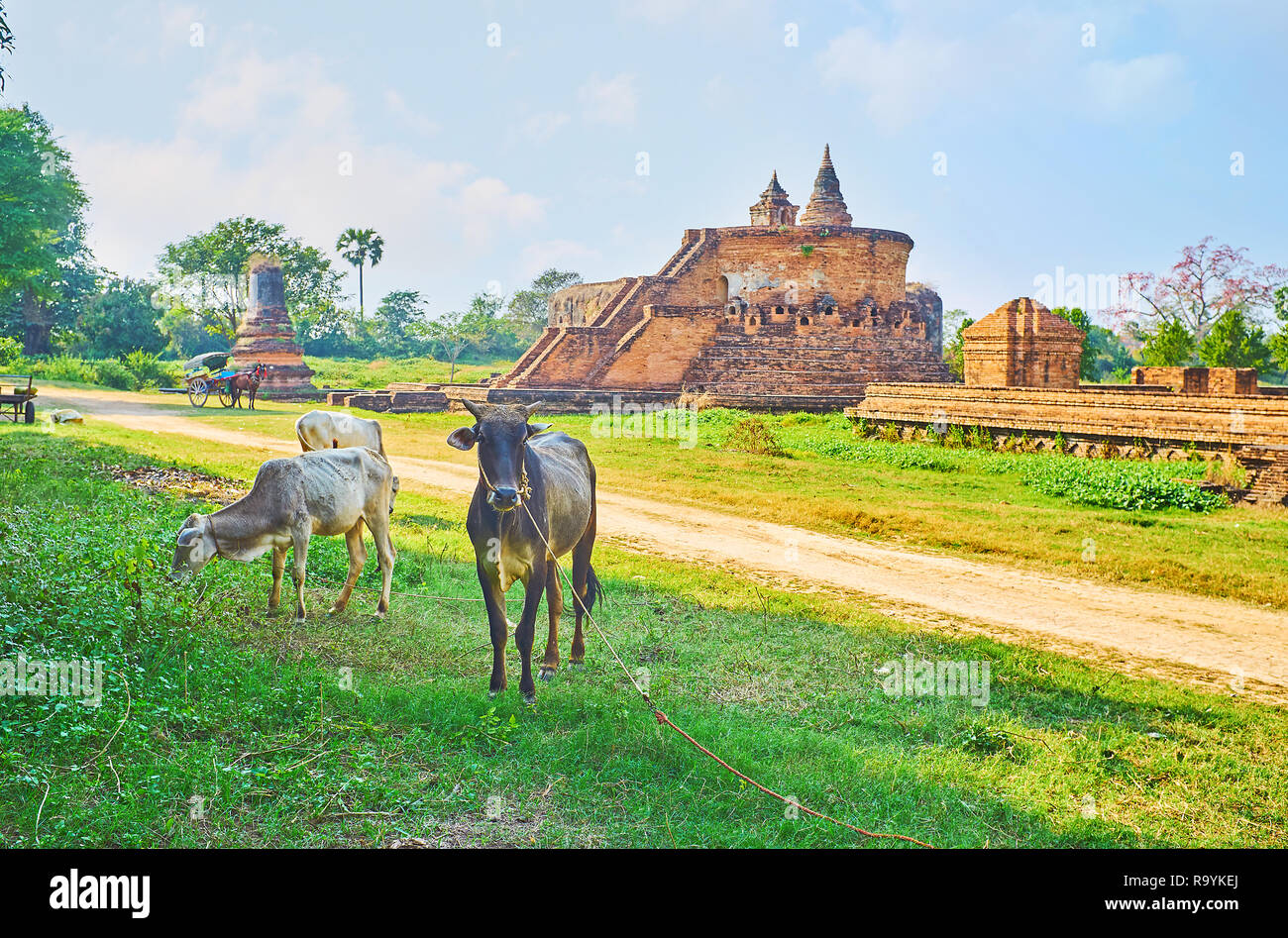 La splendida antichi templi buddisti di Ava con zebù pascolano le mucche e croste sul primo piano, Myanmar. Foto Stock