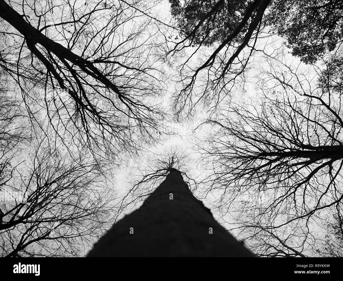 Guardando verso l'alto sull'albero corona di una famiglia di alberi in piedi insieme Foto Stock