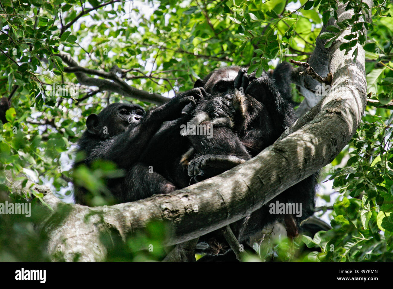 Scimpanzé orientale (Pan troglodytes schweinfurthii) alimentazione su ucciso Colobus Monkey, flusso di Gombe. Parco Nazionale, Tanzania Foto Stock