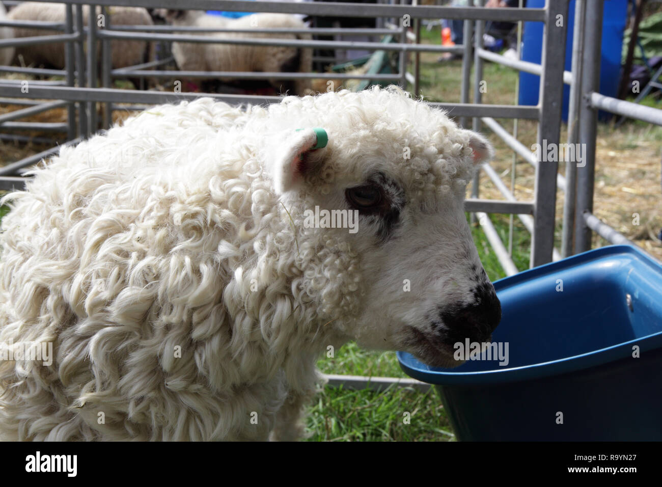 Longwool ovini in penna a Moreton in marzo mostra Foto Stock