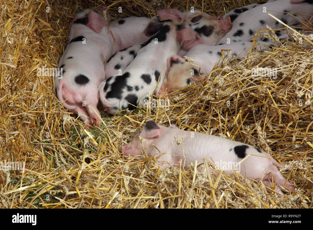 Gloucestershire vecchio spot di suinetti Foto Stock