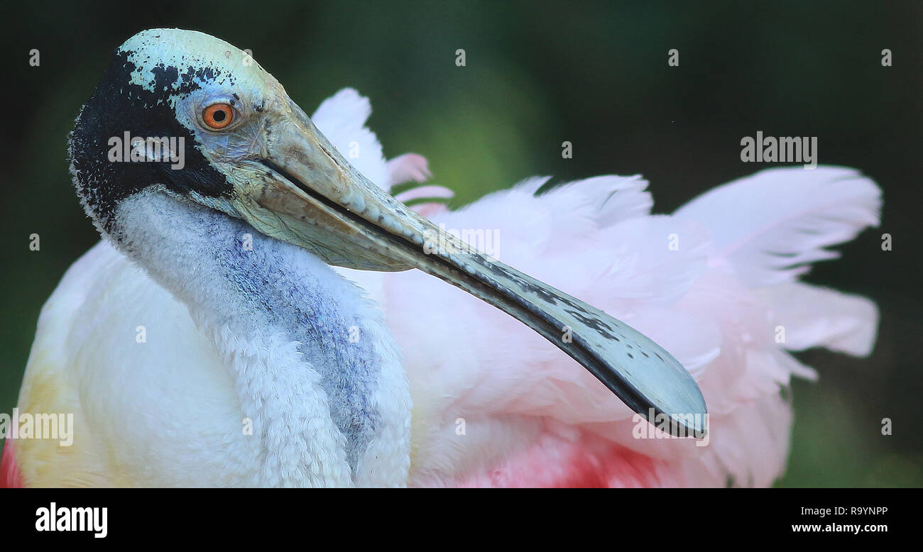 Un roseate spoonbill è raffigurato qui. Si tratta di un uccello di fauna selvatica fotografia dall'Everglades della Florida, Stati Uniti d'America. Foto Stock