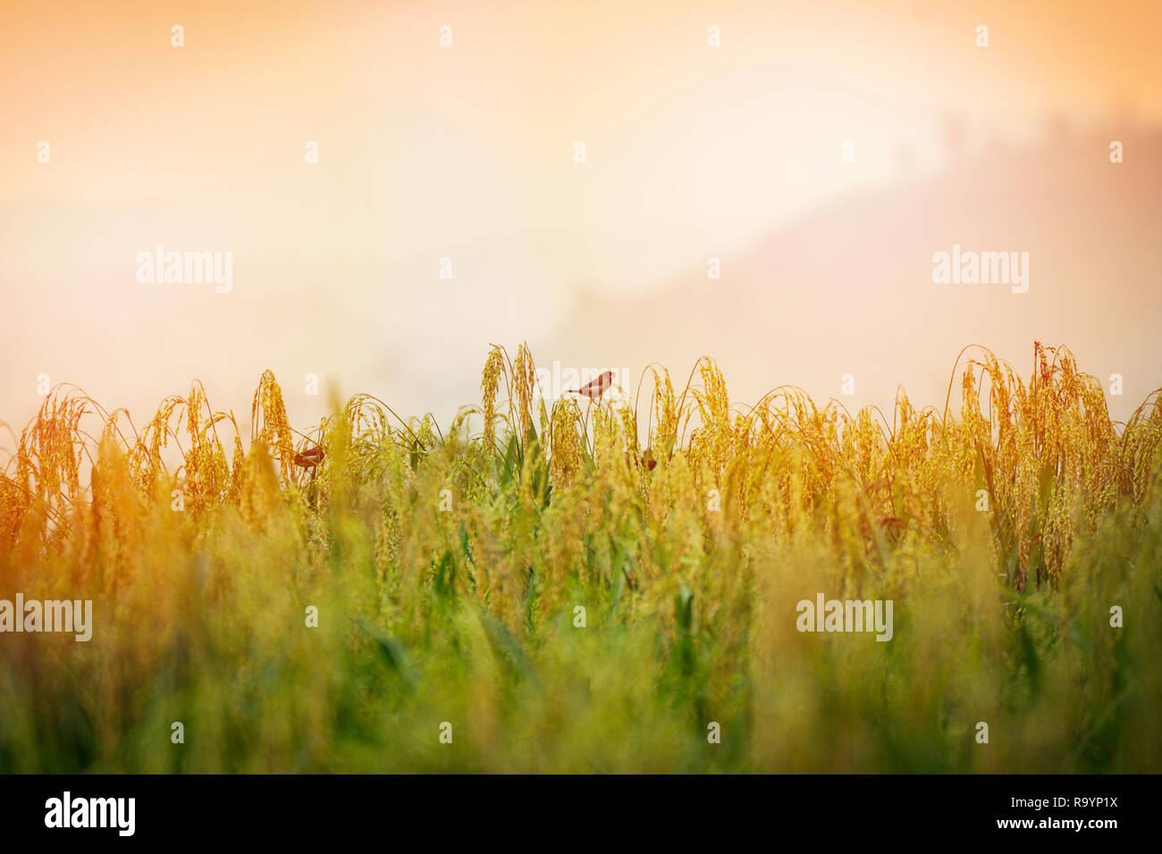Mature campo di riso autunno / con bird a mangiare riso sul campo e la luce del sole di mattina - Agricoltura Asia Foto Stock