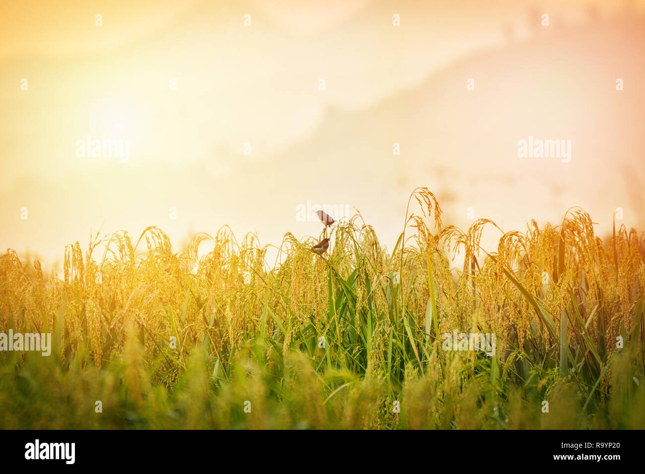 Mature campo di riso autunno / con bird a mangiare riso sul campo e la luce del sole di mattina - Agricoltura Asia Foto Stock