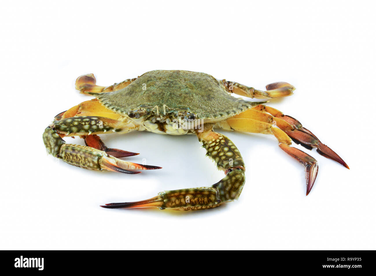 raw crab meat seafood fresh crab ready for cook seafood isolated on white background  / BLUE SWIMMING CRAB Foto Stock