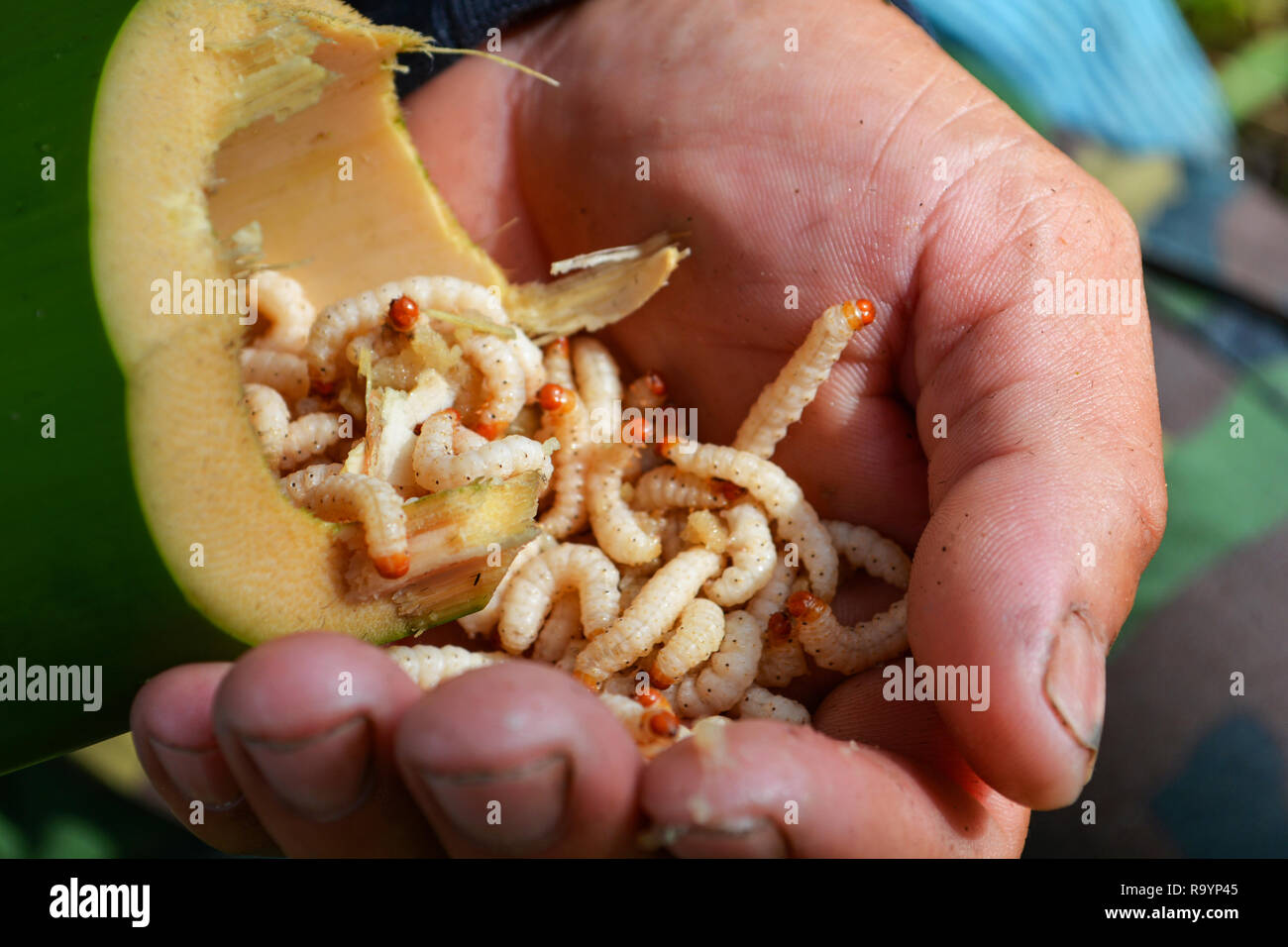 Worm bamboo / The worm liive in bamboo tube on hand from nature forest for food - Insect larva , pupa chrysalis Foto Stock