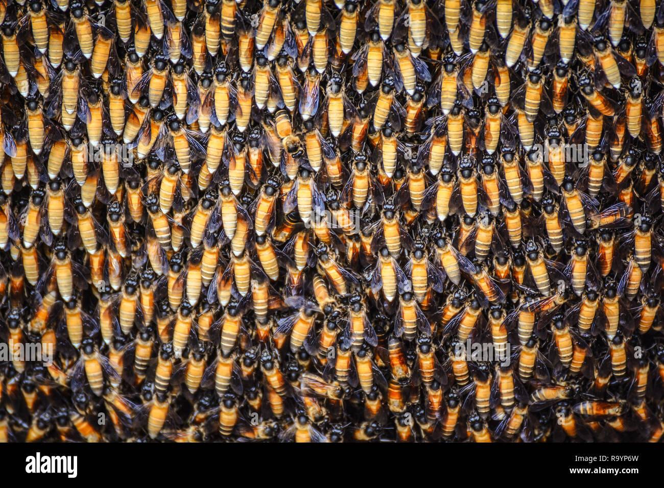 Bees background - A lot of bees on honeycomb / Close up insect bee nest selective focus Foto Stock