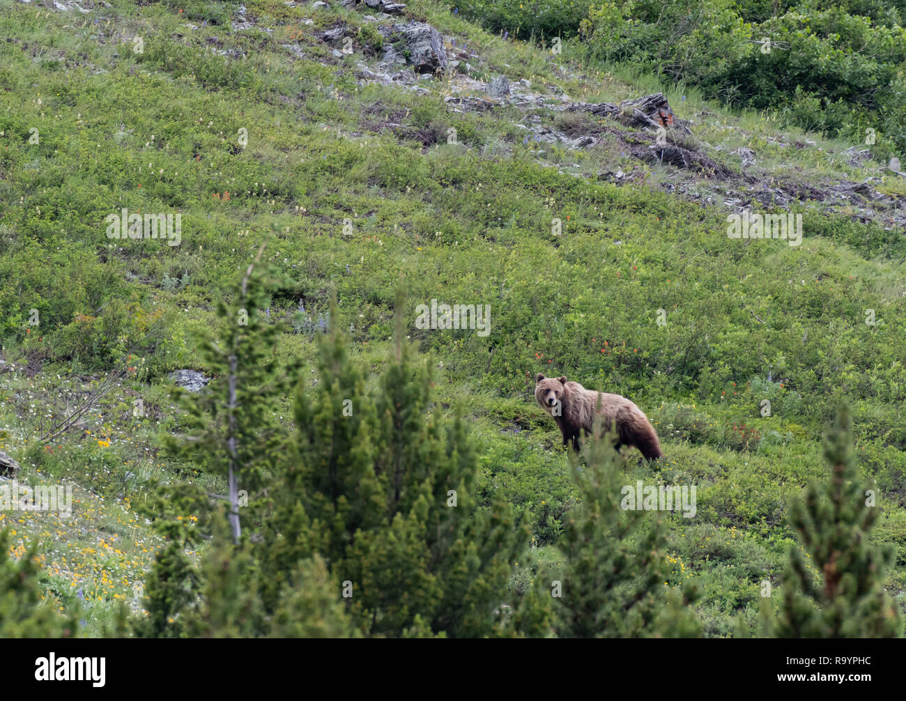 Lunga Orso grizzly guarda indietro verso cub sul pendio di montagna Foto Stock