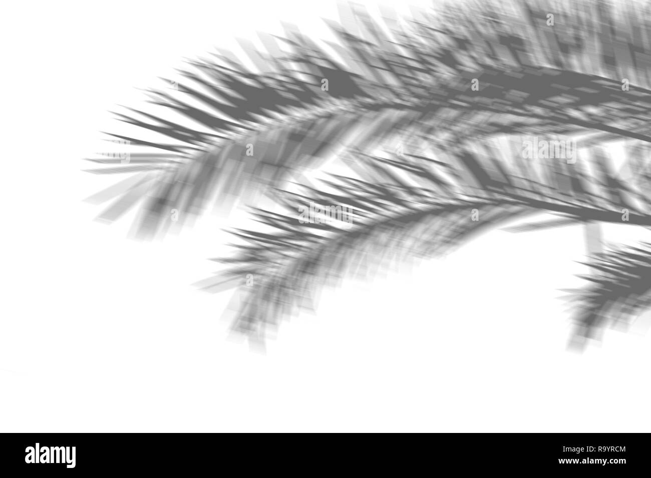 Estate sfondo astratto di ombre esotiche palme su una parete bianca. Bianco e nero per la sovrapposizione di una foto o di un mockup Foto Stock