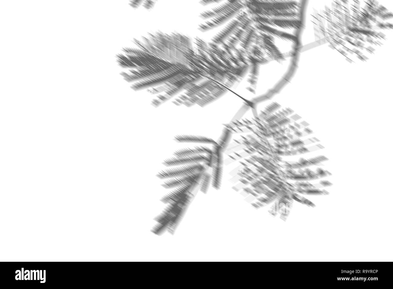 Sfondo astratto di ombre di foglie di palma su una parete bianca. Il bianco e il nero per la sovrapposizione di una foto o di un mockup Foto Stock