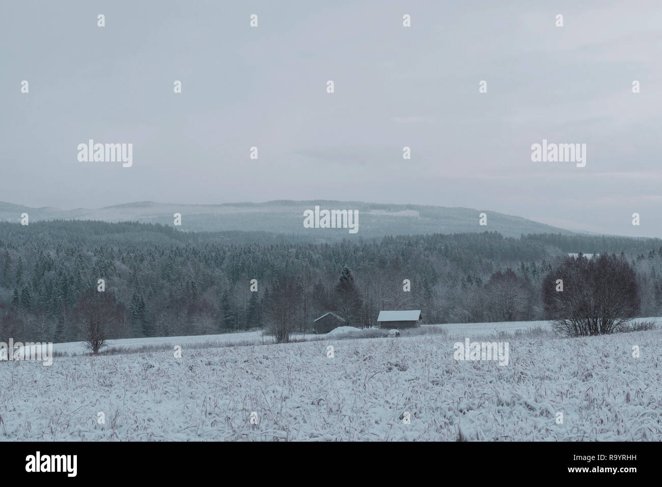 Coperta di neve l'erba su un prato con due secondo la guida Lonely fienili e la foresta e la montagna in litttle nebbia in background, immagine dal nord della Svezia. Foto Stock