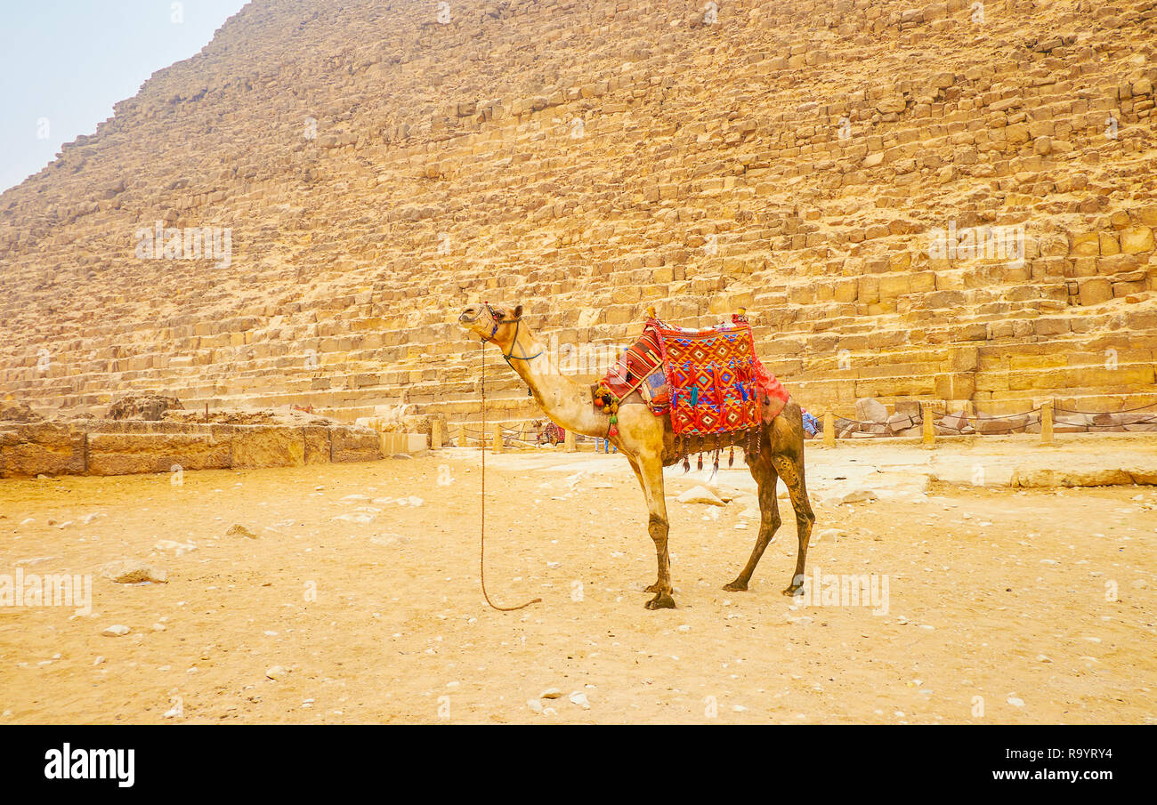 Il giovane imbrigliato camel si erge a parte altri cammelli e cameleers durante il riposo nel complesso di Giza in Egitto Foto Stock
