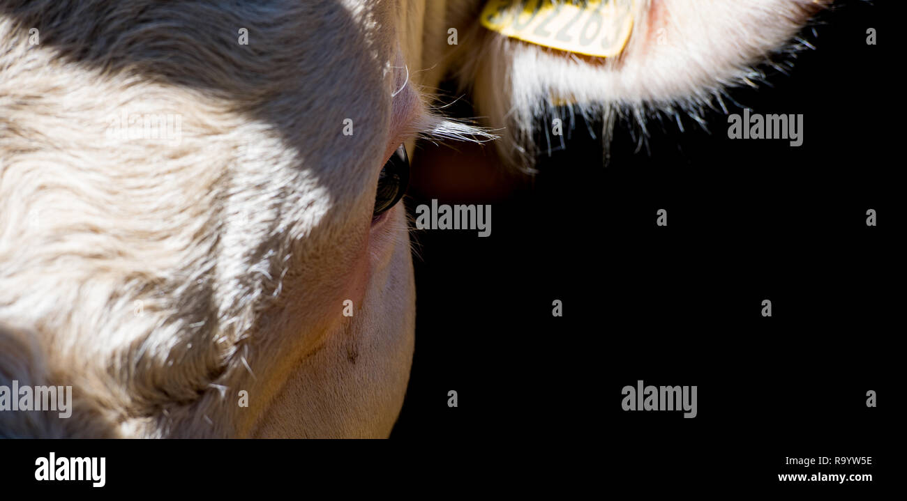 Vicino sul volto di un Hereford bull. Regno Unito. Foto Stock