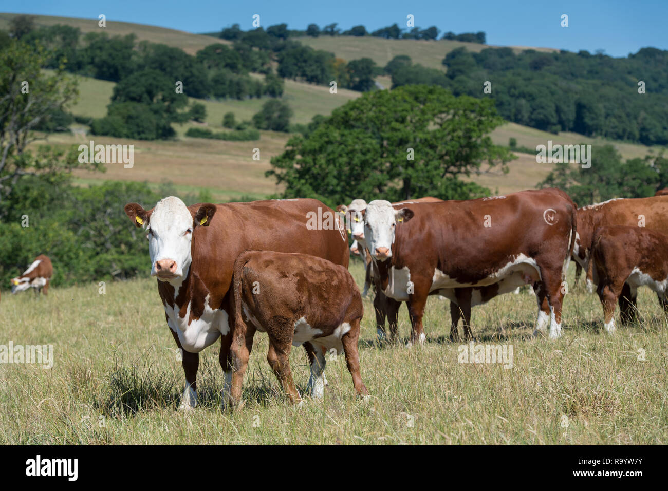 Hereford mucca con vitello lattante latte. Cumbria, Regno Unito. Foto Stock