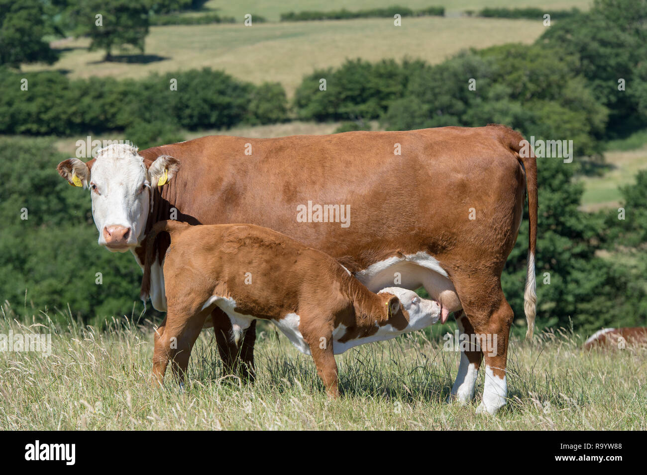 Hereford mucca con vitello lattante latte. Cumbria, Regno Unito. Foto Stock